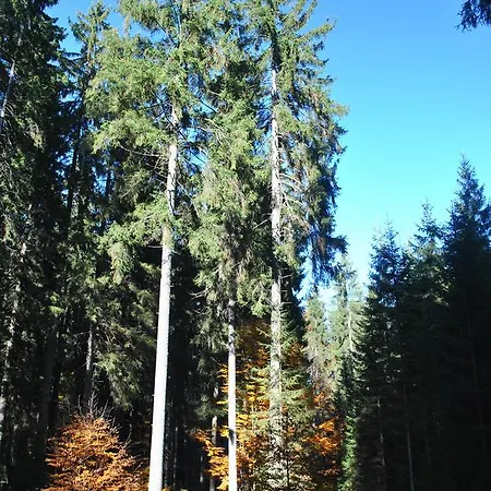 U Pralesa * Benesov nad Cernou